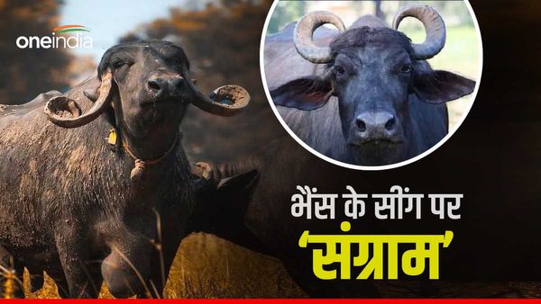 कमाल है, भैंस के सींग देखकर दोगे क्या बीमा क्लेम? उपभोक्ता फोरम पहुंचा मामला तो कंपनी की ढीली हुई जेब