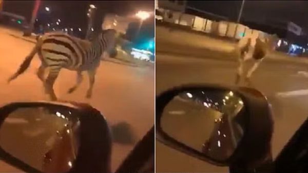 Fact Check: क्या फ्रांस में प्रदर्शनकारियों को रोकने के लिए जानवर छोड़े गए थे ? जानें क्या है सच्चाई