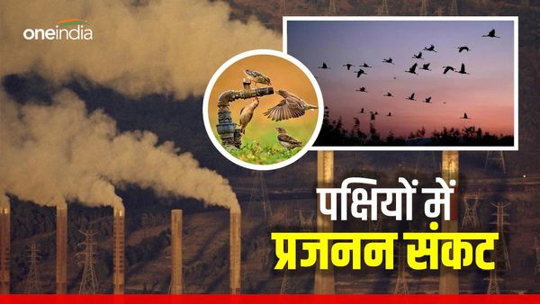 तापमान बढ़ने से पक्षियों पर संकट, प्रजनन में आ रही दिक्कत से चिंता में वैज्ञानिक