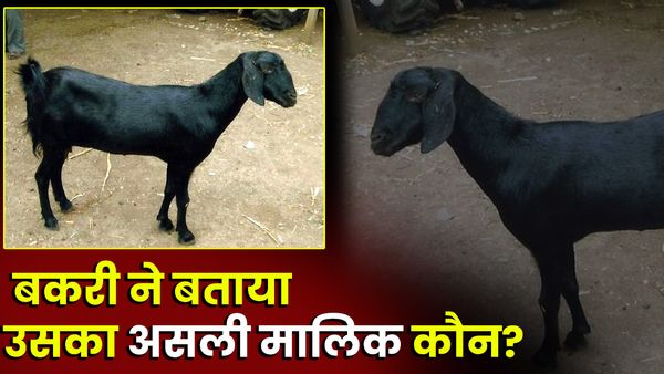 UP: बकरी ने बताया, उसका असली मालिक कौन?, पड़ोसी ने चोरी के बाद काट दिए थे बाल और लगा दी थी हेयर डाई