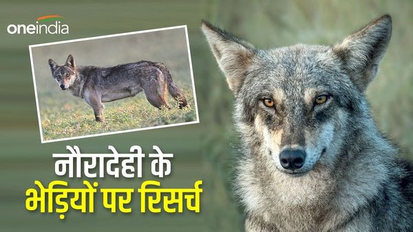 MP में 'भेड़ियों' पर होगी रिसर्च, पहली वुल्फ सेंच्युरी 'नौरादेही' का चयन