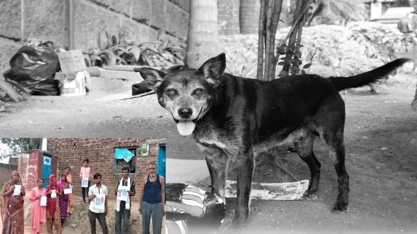 Rabies: पागल कुत्ते ने बच्ची को काटा, मौत से पहले मासूम ने 50 लोगों को काटा, इलाके में दहशत