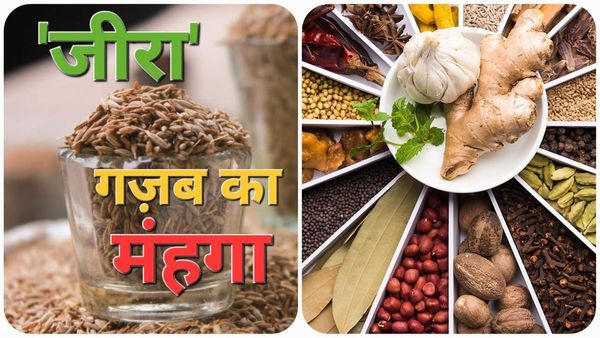टमाटर, प्याज, धनिया छोड़िए, अब 'जीरे' ने बिगाड़ा स्वाद, 800 रुपए किलो बिक रहा 'जीरा'