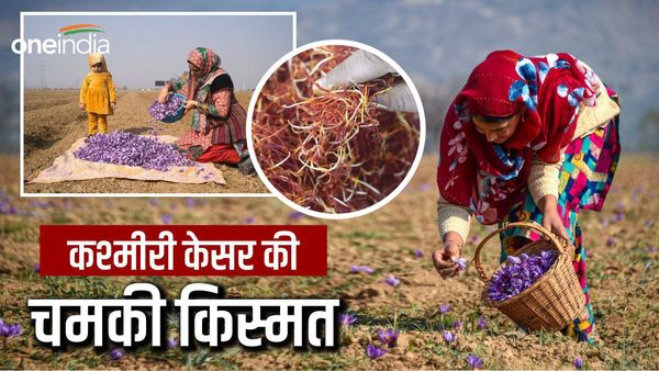 चांदी से पांच गुना महंगा हुआ कश्मीरी केसर, ईरान को झटका, सच साबित हुई पीएम मोदी की ये भविष्यवाणी