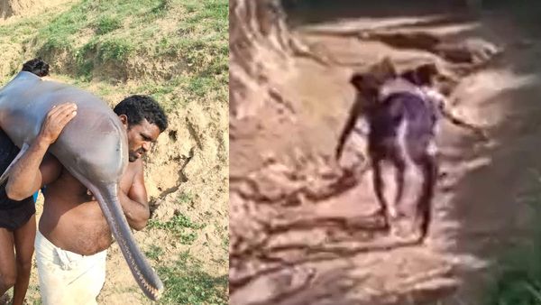 Kaushambi News: डॉल्फिन का शिकार कर मछुआरों ने बनाया अपना निवाला, VIDEO वायरल हुआ तो मचा हड़कंप