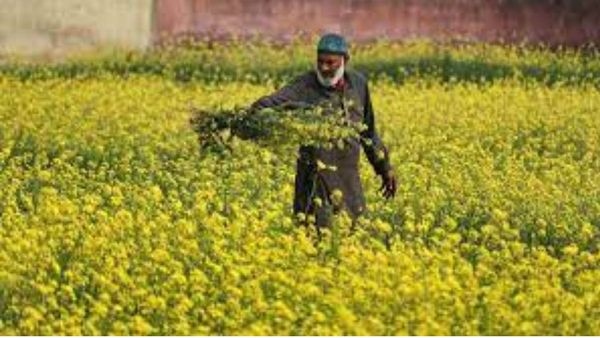 Crop Insurance Policy: ओडिशा सरकार खरीफ की 2023 से रबी 2025-26 तक की फसल पर नया बीमा चक्र जारी रखेगी