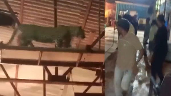 VIDEO: टीवी सीरियल की शूटिंग में घुसा तेंदुआ, जानिए फिर क्या हुआ?