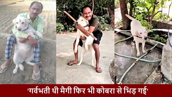 मालिक के बच्चों को बचाने के लिए मैगी' ने दे दी अपने बच्चों की जान, सांप से भिड़ गई पालतू फीमेल डॉग 