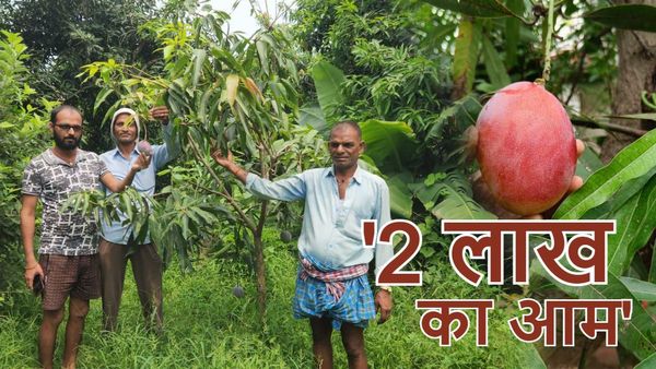 Bihar में भी हो रही दुनिया के सबसे महंगे आम की खेती, अंतर्राष्ट्रीय बाज़ारों में 2 लाख रुपए तक है दाम
