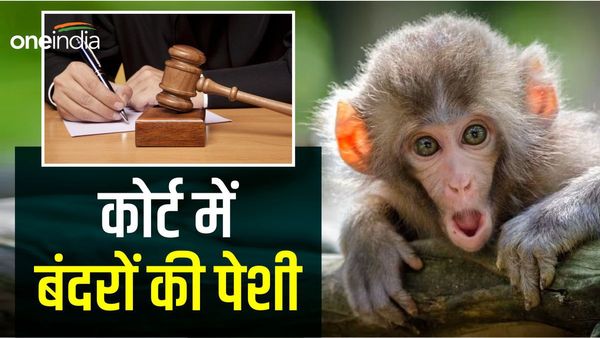 पाकिस्तान की अदालत में पेशी के लिए गए बंदर ने मचाया हड़कंप, 20 घंटे तक कर्मचारियों को देते रहे चकमा