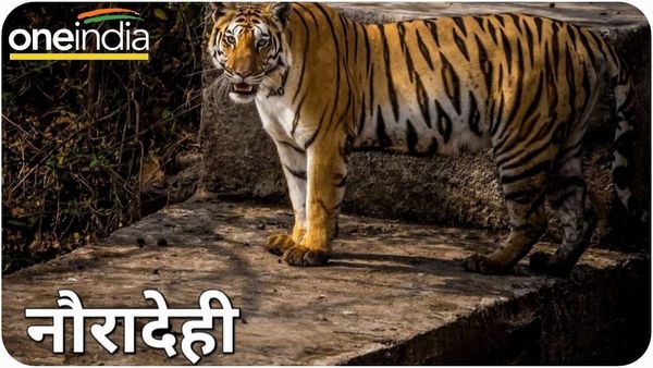 International Tiger Day: 'नौरादेही' बन सकता है MP का सातवां टाइगर रिजर्व, बाघों की गणना भी जारी होगी