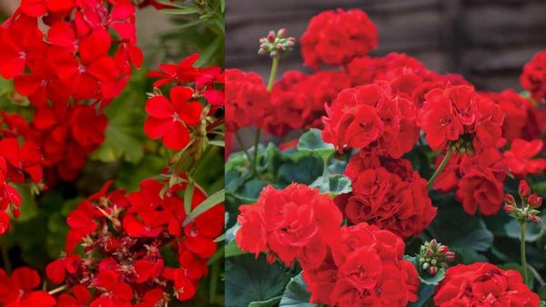 Geranium: बहुत गुणकारी है गरीबों का गुलाब जिरेनियम, जानें इसकी खेती से कितनी होगी कमाई