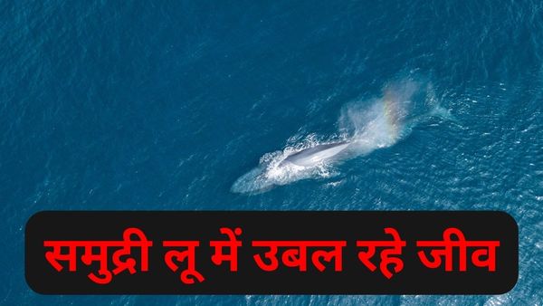 प्रचंड गर्मी से समुद्र के अंदर चल रहा खतरनाक लू, गर्म पानी में उबल रहे समुद्री जानवर.. तड़प कर मर रहे जलीय जीव