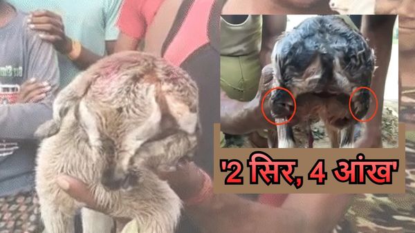 OMG! Aurangabad News: चार आंख और दो मुंह वाली बकरी बनी चर्चा का विषय, डॉक्टर ने बताया ये कैसे मुमकिन?