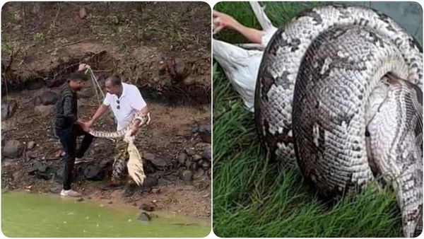 Panna News: बतख का लालच पड़ा भारी, निगलने के चक्कर में धरा गया 'अजगर'