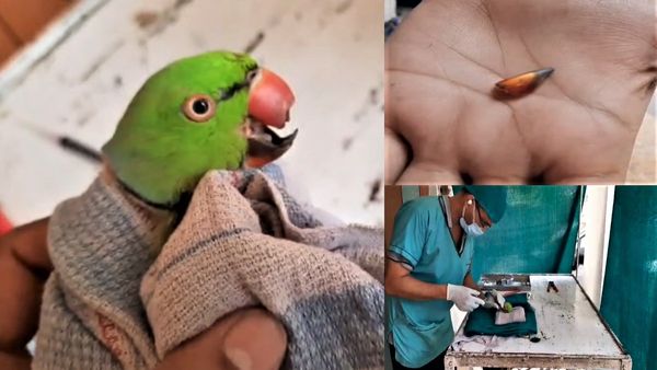 Aligarh: जेम में तोते की कटी चोंच लेकर घूमता रहा मालिक, फिर दो घंटे में हुआ चमत्कार और जुड़ गई चोंच