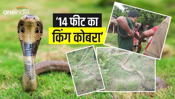 OMG! रिहायशी इलाके में पहुंचा 14 फीट का किंग कोबरा, डस ले तो हो सकती है हाथी की भी मौत