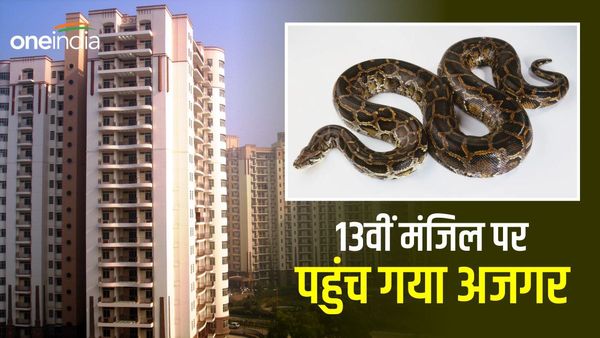 मुंबई में 13वीं मंजिल पर अजगर देख सहमे लोग, वन विभाग की टीम ने किया रेस्क्यू