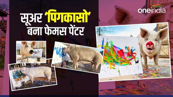 VIDEO: ये सूअर बना फेमस कलाकार, लाखों में बिक रही इस 'Pigcasso' की बनाई पेन्टिंग