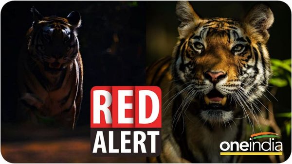 Tiger Reserve On Red Alert: खतरे में ' वनराज', देश के 11 टाइगर रिजर्व में WCCB ने दिया रेड अलर्ट