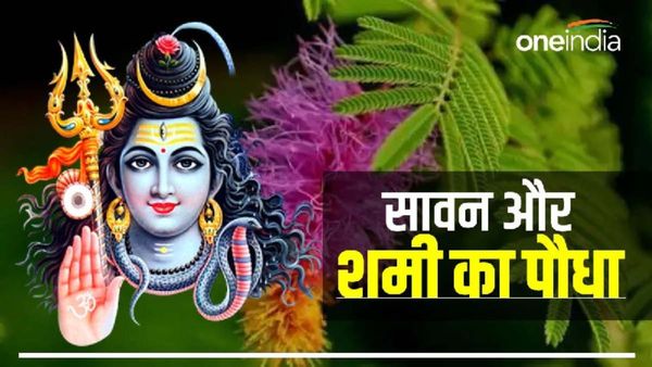 Sawan and Shami Plant: सावन में जरूर लगाएं घर में शमी का पौधा, होगा धनलाभ, शनिदेव भी देंगे आशीष