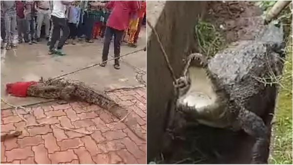Shivpuri News: बारिश में बहकर आ गए मिस्टर मगरमच्छ, नाले में खौफनाक नजारा देख सहम गए लोग, Video