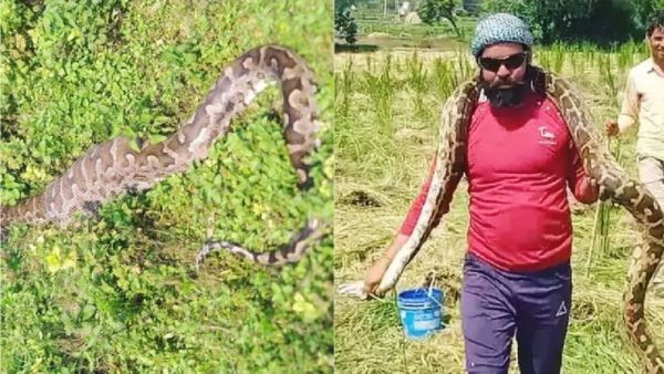 Shivpuri News: खेत में धान की रोपाई कर रहे थे मजदूर, तभी निकला 12 फीट लंबा अजगर, देखते ही मच गया हड़कंप, Video