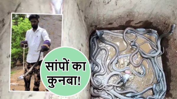 OMG! कमरे की फर्श के नीचे सांपों का कुनबा, एक साथ निकले 25 बच्चे, नाग फरार-नागिन लगी हाथ