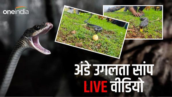Video: काले कोबरा की पूंछ पकड़कर लटकाया तो उगल दिए एक के बाद एक अंडे, देखें कैसे मुंह से निकालना पड़ा निवाला
