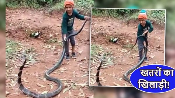 OMG! 6 फीट के किंग कोबरा बना 6 साल के बच्चे का खिलौना, VIDEO में दिखा ये नजारा