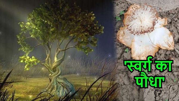 Unique Flower: 35 सालों में पहली बार कल्पवृक्ष में खिला नायाब फूल, 'स्वर्ग का पौधा' भी कहते हैं लोग