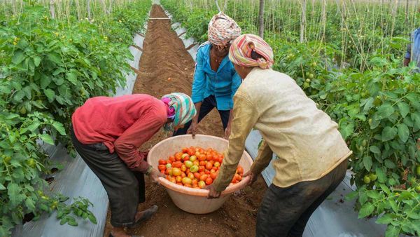 Tomato: अब तेलंगाना के किसान को टमाटर ने बनाया करोड़पति, एक महीने में कमाए 1.8 करोड़ रुपए
