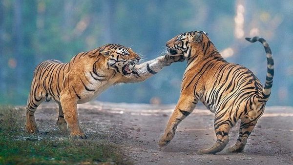 TIGER फैमिली के लिए पेरियार-सतपुड़ा सबसे सुरक्षित, केंद्र की सूची में MP के 5 टाइगर रिजर्व शामिल