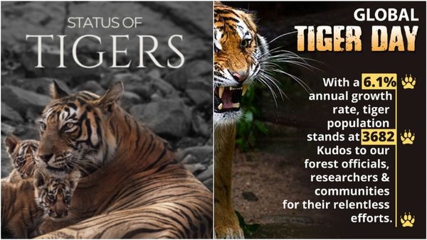 देश में अब 3682 Tigers, जानिए कौन से राज्य हैं, जहां तेजी से बढ़ी बाघों की संख्या