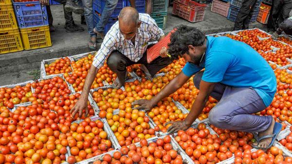 Tomato Prices Update: 15 दिनों में टमाटर की आसमान छूती कीमतें होंगी कम! जानिए सरकार ने क्या उठाएं कदम