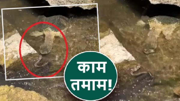 मौत का खेल! लुका छुपी पड़ी सांप को भारी, कछुए ने फुर्ती से यूं किया अटैक-Video