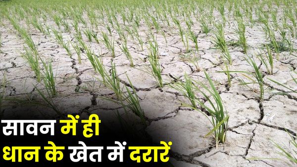 Varanasi Weather: वाराणसी में उमस से जनजीवन बेहाल, सूख रही धान की फसल, IMD के मुताबिक इस दिन होगी बारिश