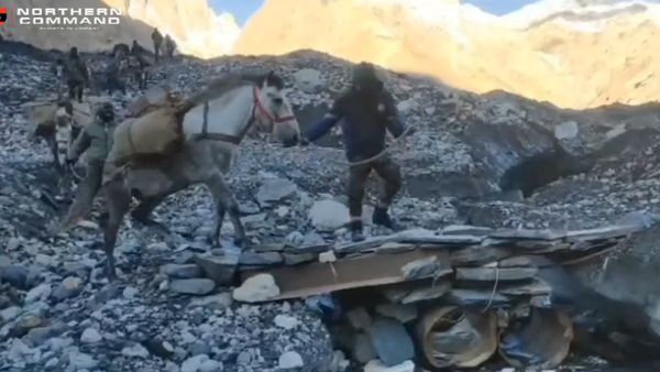 क्या है Zanskar Ponies की खासियत, जो दुनिया के सबसे ऊंचे युद्धक्षेत्र में कर रहे भारतीय सेना की मदद