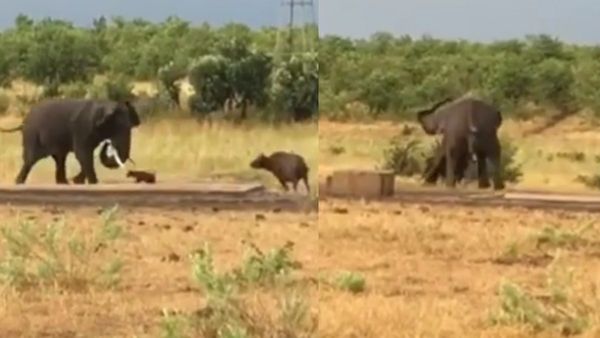 World Elephant day: नादानी में भैंस के बच्चे ने गजराज पर किया हमला, हाथी का बड़प्पन देख होंगे हैरान