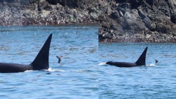 Friendship day: शिकारी और शिकार की अनोखी दोस्ती! नहीं देखा होगा ऐसा अद्भुत नजारा