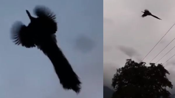 बड़े-बड़े पंख फैलाकर आसमान में उड़ता दिखा रहस्यमयी परिंदा! 1.3 मिलियन लोगों ने देखा VIDEO