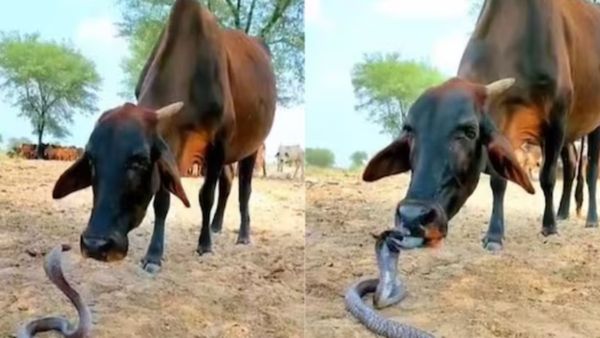 OMG: वीडियो में कोबरा सांप को चाटती दिखी गाय, क्लिप देख लोगों के उड़े होश