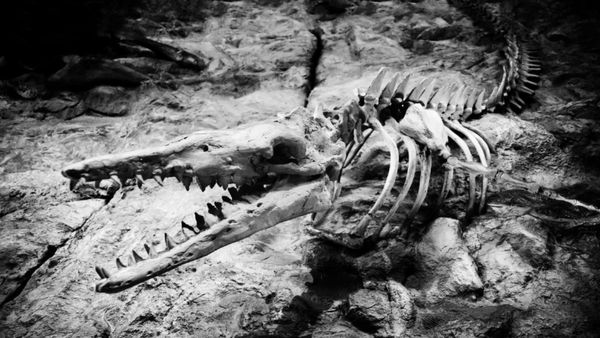 राजस्थान में मिले खास तरह के डायनोसोर के अवशेष, 167 मिलियन साल पुराने फॉसिल बने मिस्ट्री