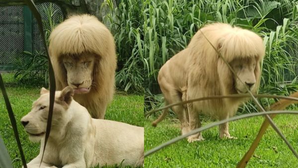 Lion Day: क्या आपने देखा फ्रिंज हेयरस्टाइल वाला शेर? वायरल हुईं 'हैंगहैंग' की तस्वीरें, नहीं रुकेगी हंसी