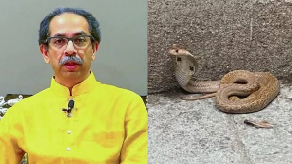 उद्धव ठाकरे के आवास पर मिला 4 फीट लंबा कोबरा सांप, कार्यकर्ताओं में मचा हड़कंप