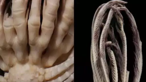 अंटार्कटिक महासागर में वैज्ञानिकों को मिला एलियन जीव, 'स्ट्रॉबेरी फेदर स्टार' को देखकर एक्सपर्ट भी हैरान