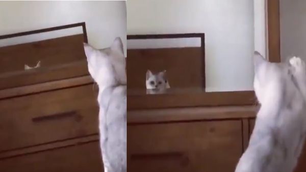 शीशे में अपने कान देखकर हैरान रह गई बिल्ली, फिर किया कुछ ऐसा कि हंसते-हंसते हो जाएंगे लोटपोट