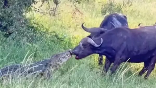 अरे भैया! मगरमच्छ ने भैंस का मुंह अपने जबड़े में दबोचा, पानी के बाहर खींचकर भैंस ने पलट दिया गेम