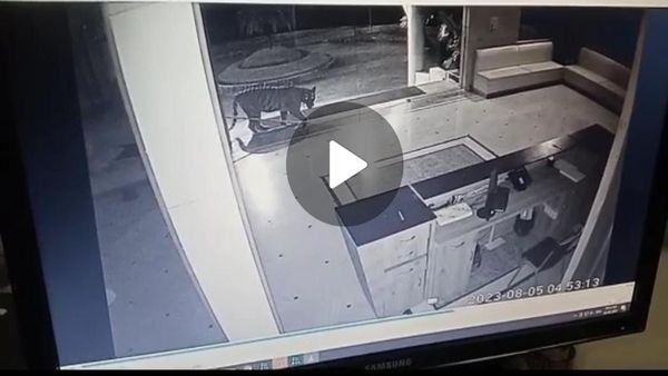 Bhopal Tiger: कलियासोत में जागरण लेकसिटी यूनिवर्सिटी के ऑफिस घुसा टाइगर, CCTV फुटेज आया सामने