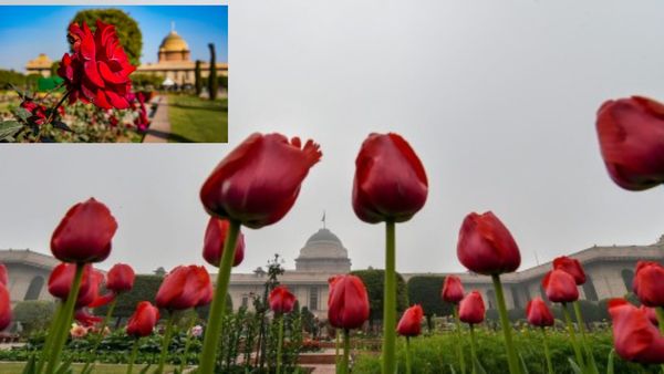 राष्ट्रपति भवन का मुगल गार्डन कैसे बना 'अमृत उद्यान', कब-कब खुलता है और टिकट कितने का है? जानिए सबकुछ